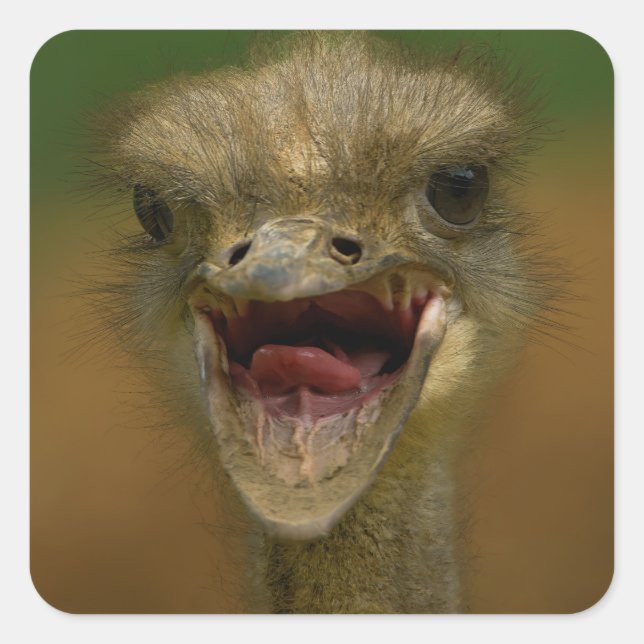 Sticker Carré L'Embrace d'Ostrich (Devant)
