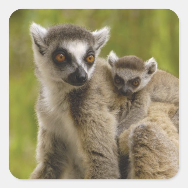 Sticker Carré Lémuriens à queue annelée (Lemur catta) Mère et bé (Devant)