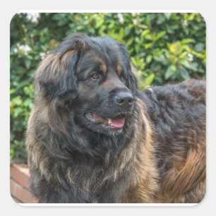 Sticker Carré leonberger 3