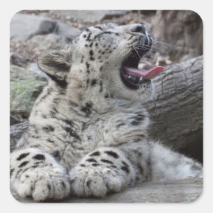 Sticker Carré Léopard de neige de baîllement CUB