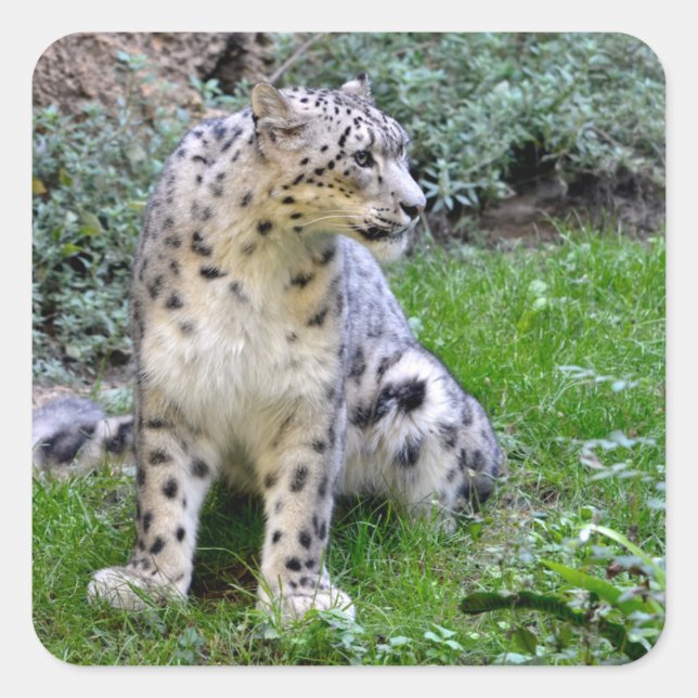 Sticker Carré léopard des neiges assis sur l'herbe (Devant)