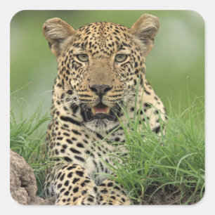Sticker Carré Leopard, Panthera pardus, Sabi Sabi Game