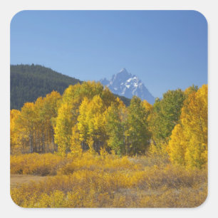 Sticker Carré Les arbres d'Aspen avec la chaîne de montagnes de