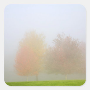 Sticker Carré Les arbres tombants noyés dans la brume