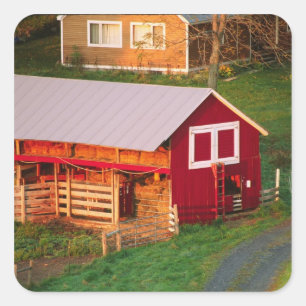 Sticker Carré Les corvées du matin à la ferme. États-Unis, Vermo