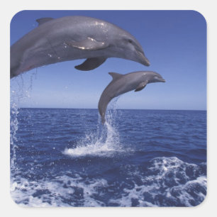 Sticker Carré Les dauphins des Caraïbes