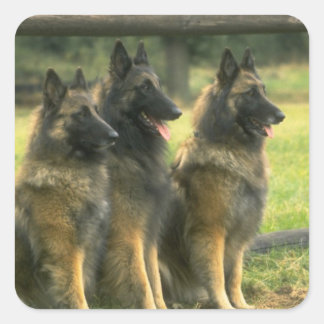 Sticker Carré Les Dogs de German