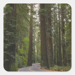 Sticker Carré Les Etats-Unis, la Californie, route par la forêt