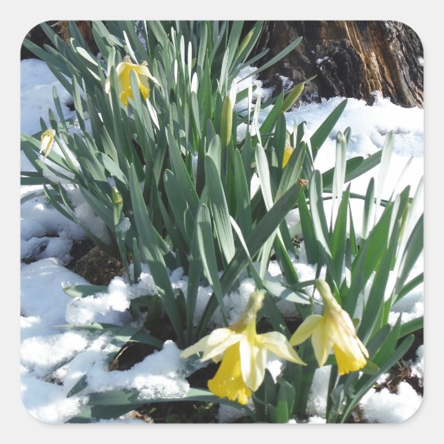 Sticker Carré Les jonquilles jaunes dans la neige (Devant)
