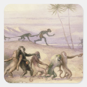 Sticker Carré Les manières et les coutumes des singes