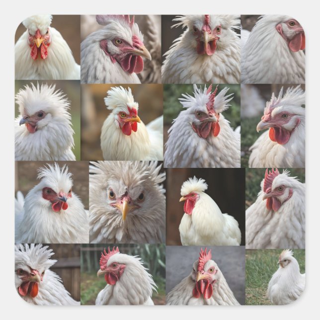 Sticker Carré "Les plumes en vedette : un portrait de poulet bla (Devant)
