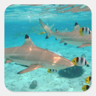 Sticker Carré Les requins dans la lagune de Bora Bora ajustent