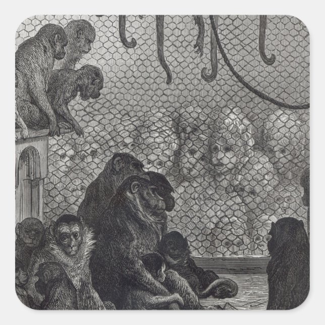 Sticker Carré Les singes de Londres (Devant)