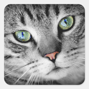 Sticker Carré Les yeux de chat
