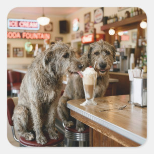 Sticker Carré Lévriers irlandais partageant un milkshake