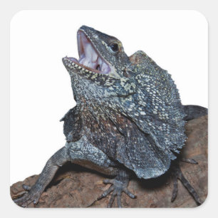 Sticker Carré Lézard à col frisé