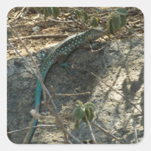Sticker Carré Lézard fouet arubien Photographie d'animaux tropic
