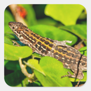 Sticker Carré Lézard italien