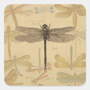 Sticker Carré Libellule Vintage Antique Classique Nature