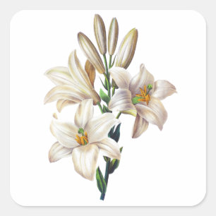 Sticker Carré Lilium Candidum ou Madonna Lily Par Redoute