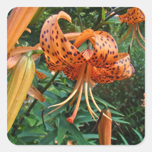 Sticker Carré Lily Fleur sauvage, Casquette de Turk (Devant)