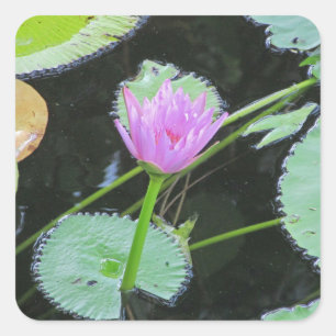 Sticker Carré Lily Pad Bright Rose Eau Lily Fleur Fleur