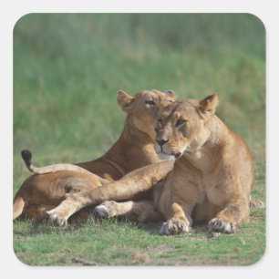 Sticker Carré Lion 5