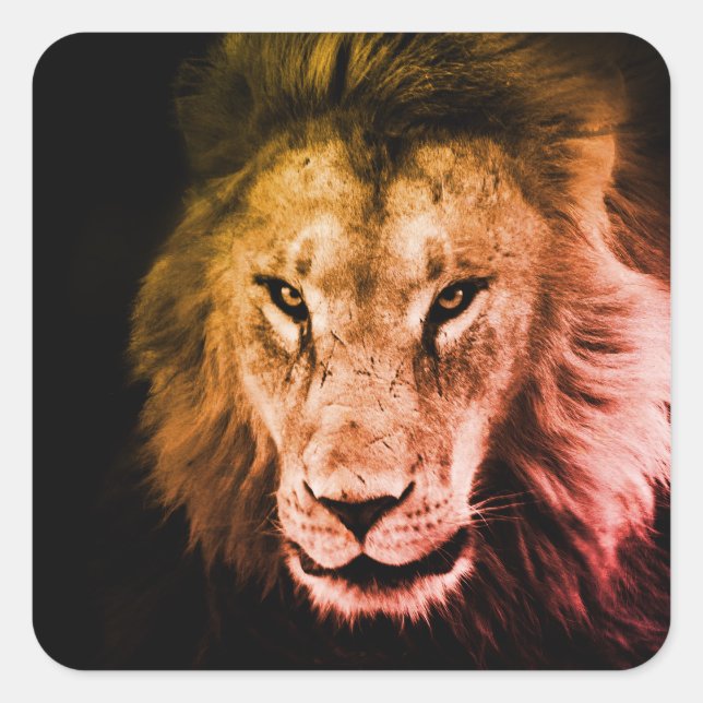 Sticker Carré Lion africain dans l'ombre. Animal sauvage fort (Devant)