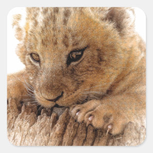 Sticker Carré Lion cub fermer les yeux mignons regarder