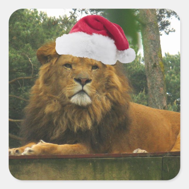 Sticker Carré Lion de Noël utilisant le casquette de Père Noël (Devant)