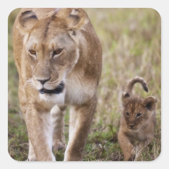 Sticker Carré Lion femelle avec petit (Devant)