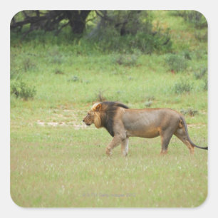 Sticker Carré lion mâle marchant, Panthera leo, Kgalagadi