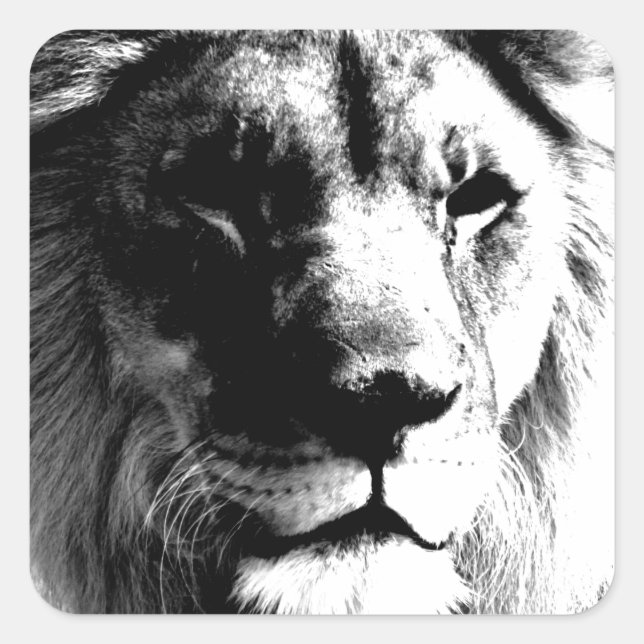 Sticker Carré Lion noir et blanc (Devant)