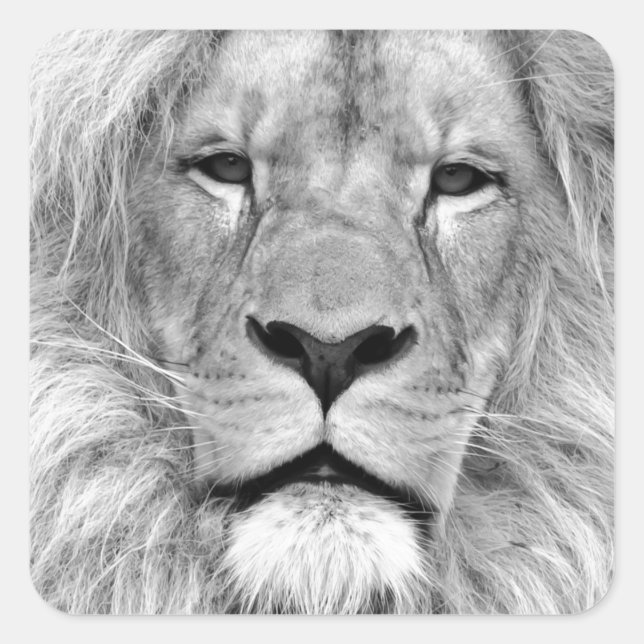 Sticker Carré Lion noir et blanc (Devant)