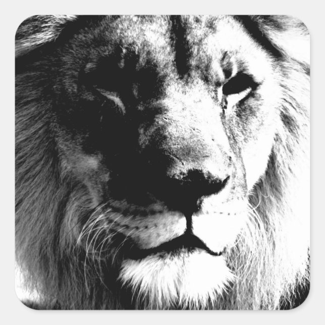 Sticker Carré Lion noir et blanc (Devant)