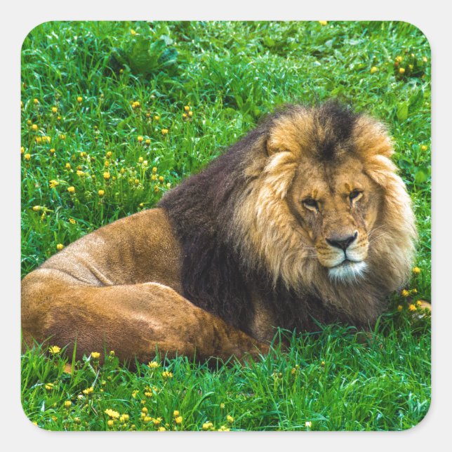Sticker Carré Lion Se détendre dans l'herbe verte photo (Devant)