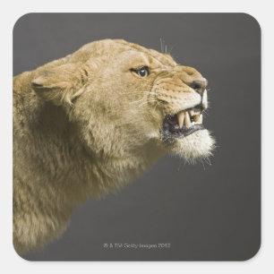 Sticker Carré Lionne rugissant 2