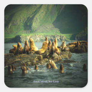 Sticker Carré Lions de la mer de l'île Amak