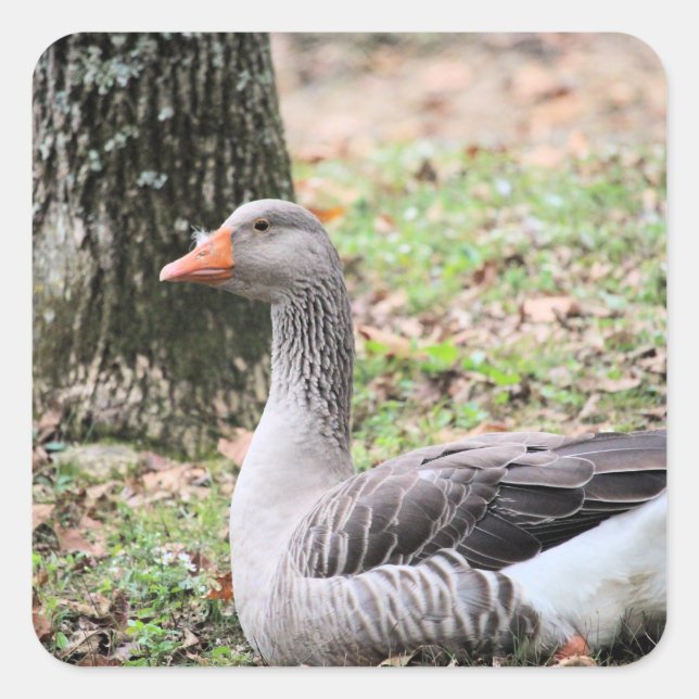 Sticker Carré Liquide (Devant)