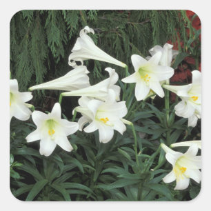 Sticker Carré Lis de Pâques (Lilium regale)