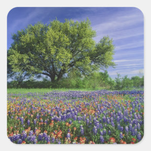 Sticker Carré Live Oak & Texas Paintbrush et Texas