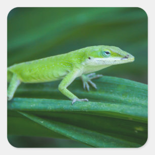 Sticker Carré Lizard d'Anole Verte