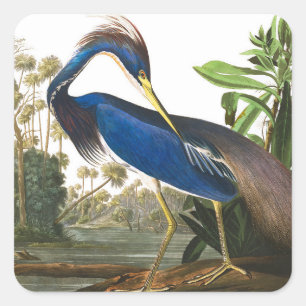 Sticker Carré Louisiana Heron par John James Audubon
