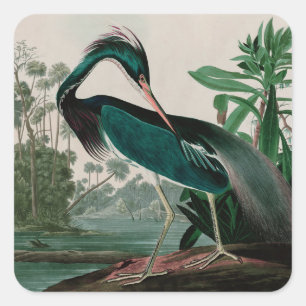 Sticker Carré Louisiane Heron Birds of America Audubon Print