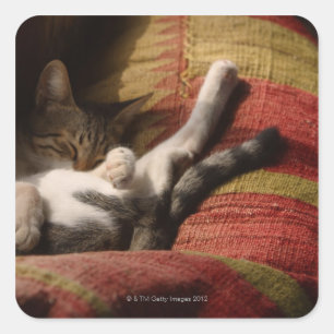 Sticker Carré Lounging de chat