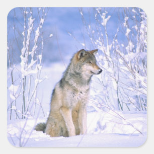 Sticker Carré Loup de bois assis dans la neige, Canis lupus,