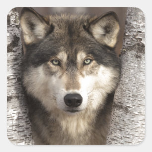 Sticker Carré Loup de bois par Jim Zuckerman
