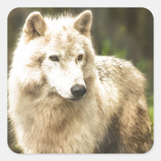 Sticker Carré Loup de l'Arctique humide au printemps Photo