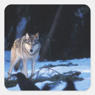 Sticker Carré loup gris, Canis lupus, dans les contreforts