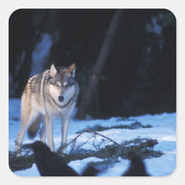 Sticker Carré loup gris, Canis lupus, dans les contreforts (Devant)